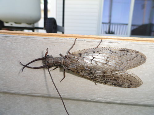 Eastern Dobsonfly_opt