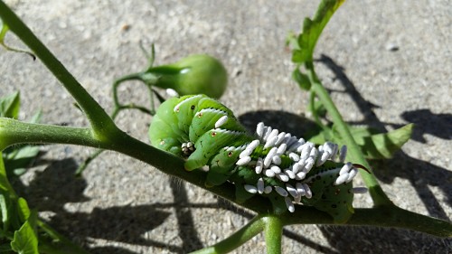 Hornworm