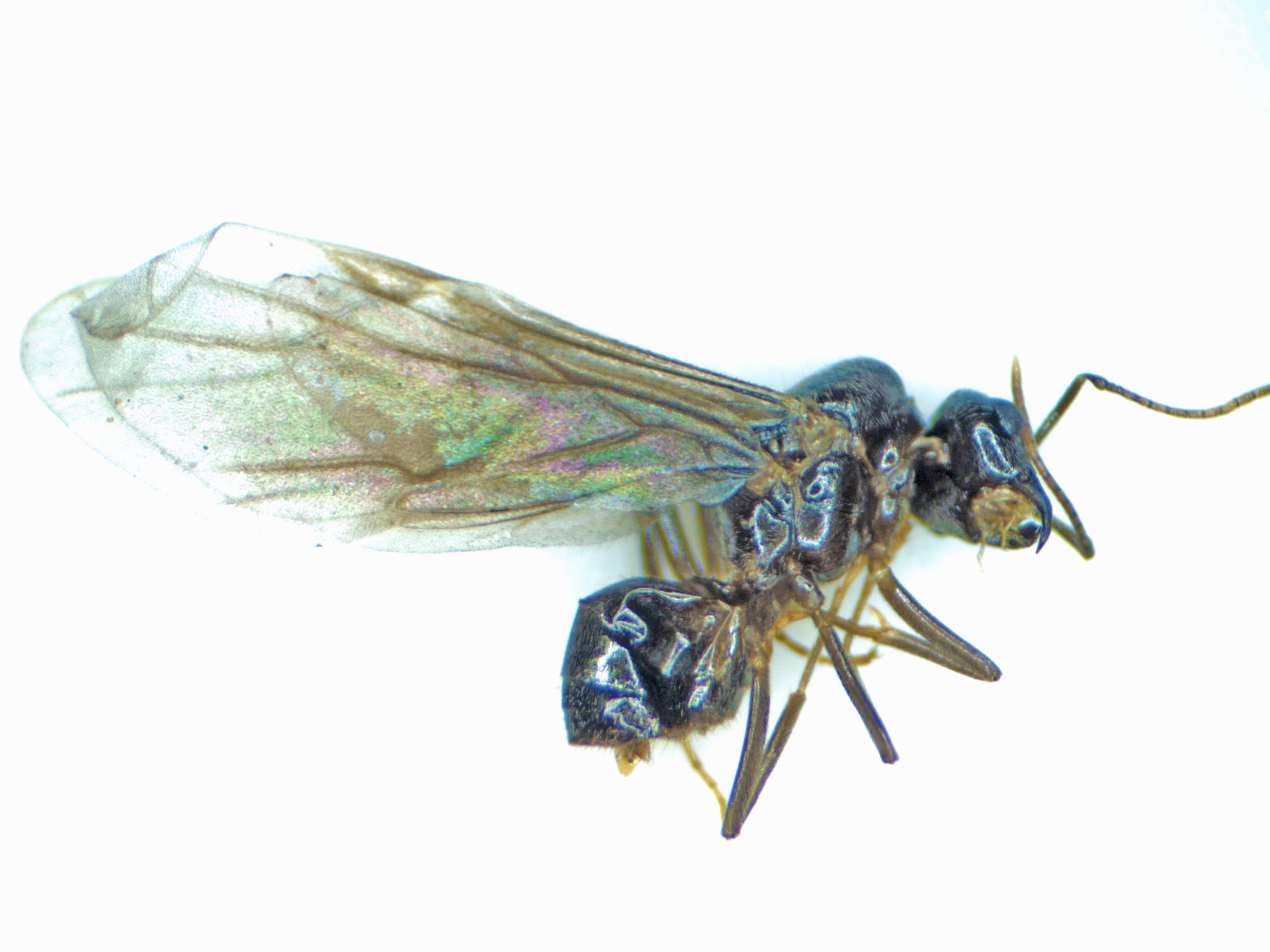 Identifying Insects by Smell Insect Diagnostic Lab