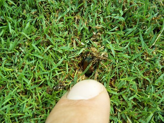 A female Japanese beetle digging into the turf to lay her eggs. Photo Credit: PJ Liesch.