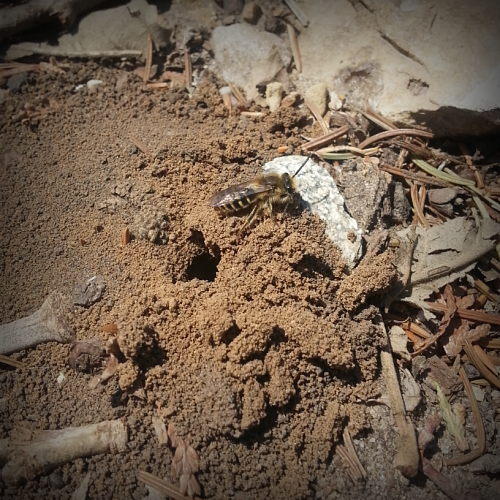 A ground nesting bee (Colletes sp.) near the stump of the former President's Oak on the UW-Madison campus. Photo Credit: PJ Liesch