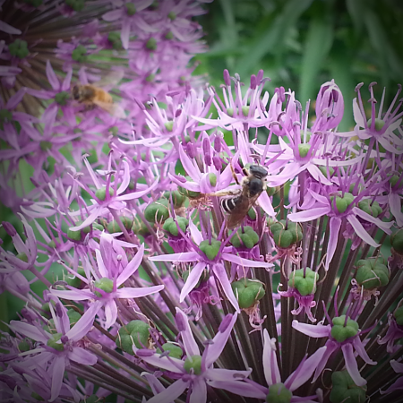Native Bee_opt