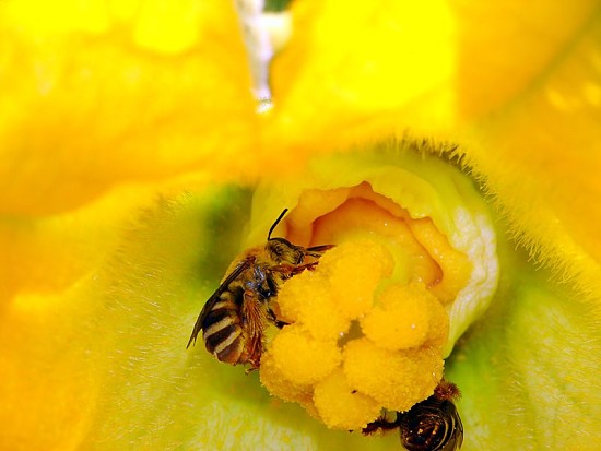 Squash Bees (Peponapis pruinosa) inside of a cucurbit flower. These bees are partially responsible for your pumpkin pie. Photo Credit: USDA ARS