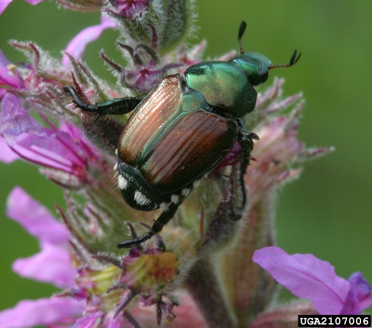 Japanese Beetle