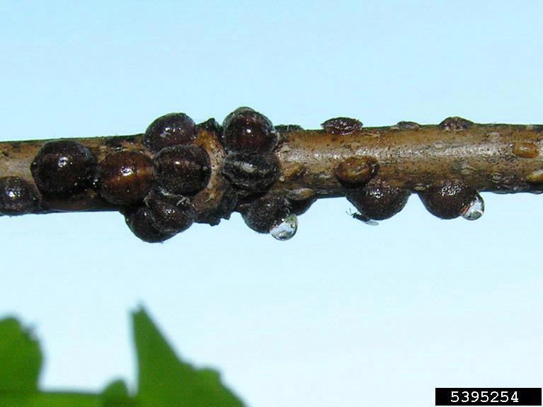 Lecanium Scale