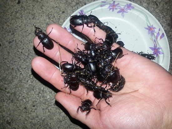 A handful of battling stage beetles. Photo credit: PJ Liesch, UW Entomology.