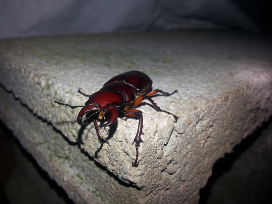At roughyl 2 inches long, the "reddish brown stag beetle" (Lucanus capreolus) is amongst our largest beetles in Wisconsin. Photo Credit: PJ Liesch, UW-Entomology