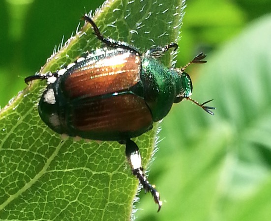 japanese-beetle