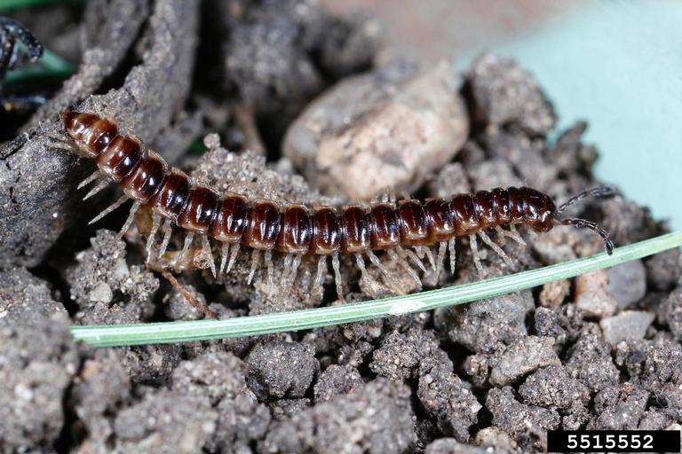 Greenhouse millipede.