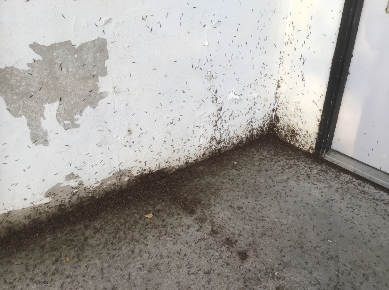 Millipedes on a home's foundation