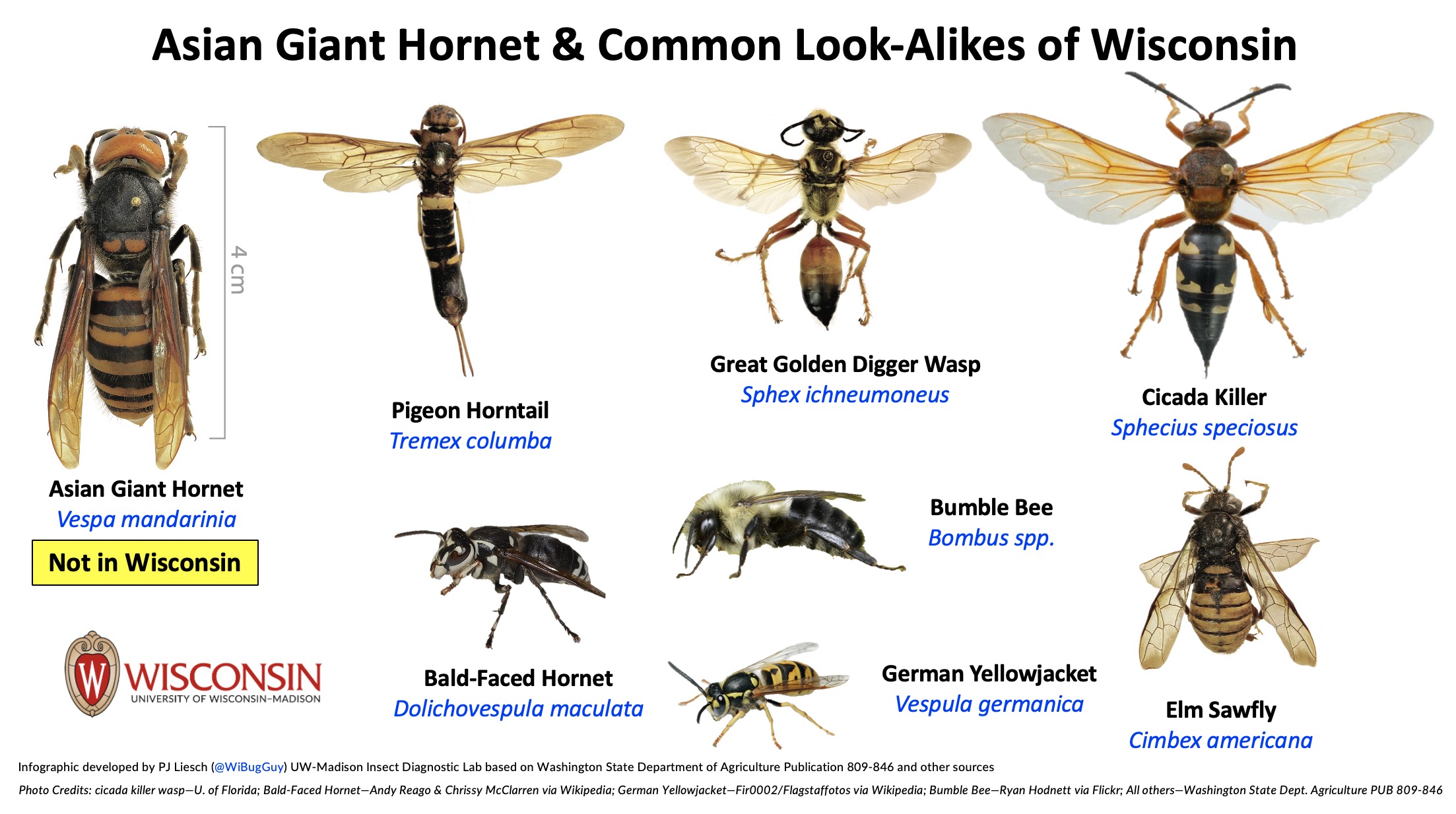 6 Things To Know About The Asian Giant Hornet Insect Diagnostic Lab