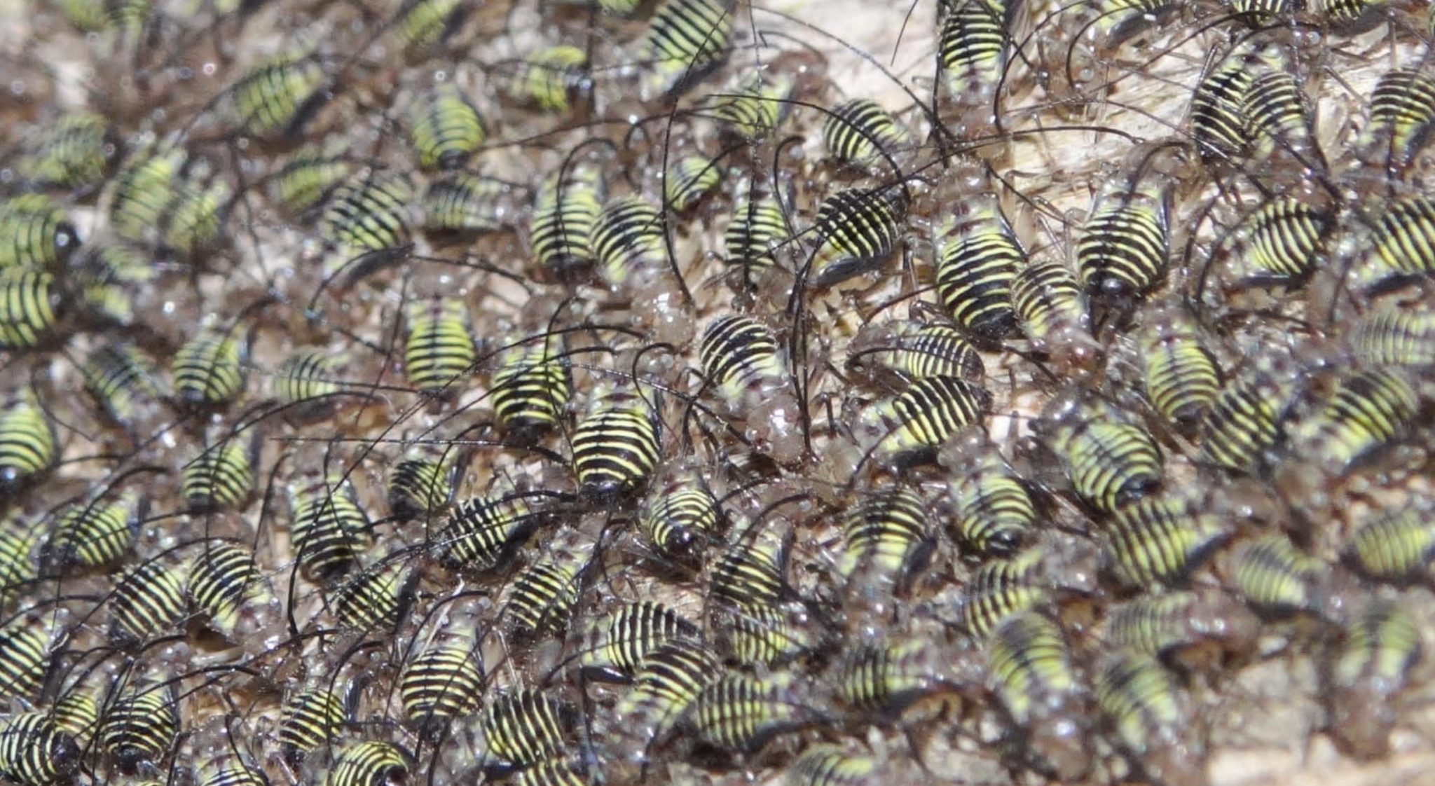 Stiped Insects Some Insects Don’t Understand Social Distancing - Striped Barklice