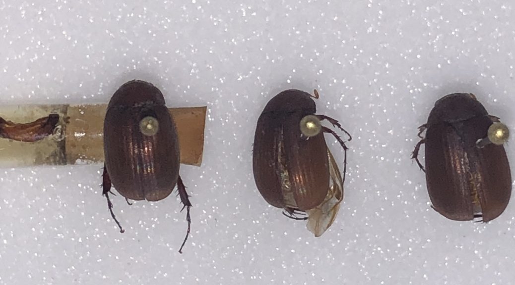 UW Insect Diagnostic Lab - Wisconsin Insect Identification