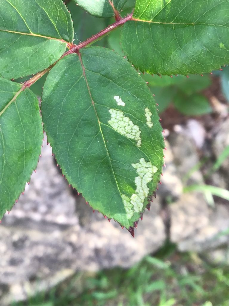 What’s Eating My Roses in Spring? — Sawflies Insect Diagnostic Lab