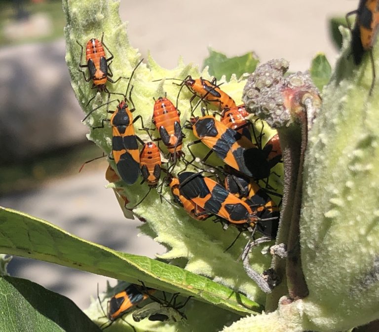 Large Milkweed Bugs Featured Fall Insect Insect Diagnostic Lab